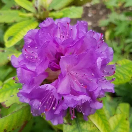 Koko's * Бансько