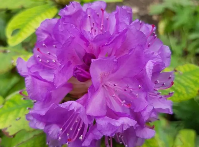 Koko's * Банско